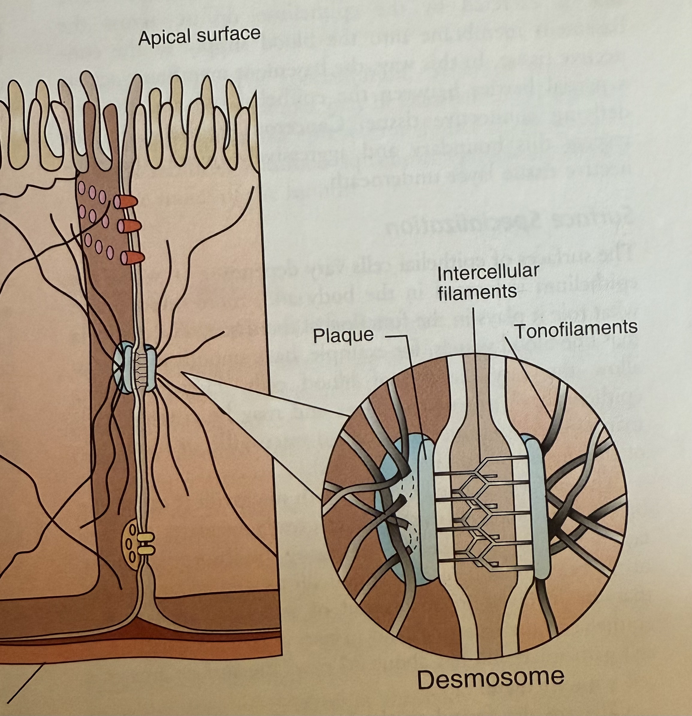 <p>Desmosomes</p>