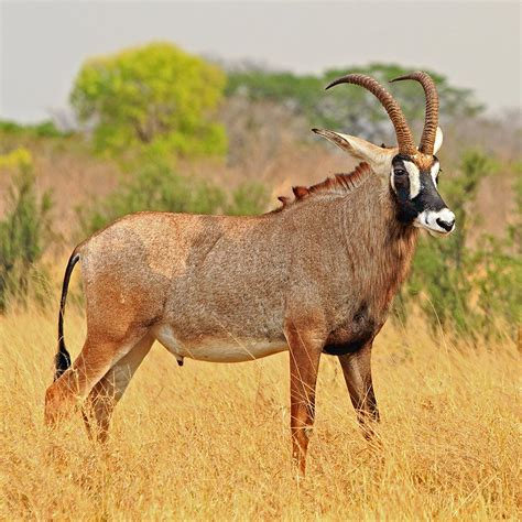 <p>Kruger NP, Vic Falls, Chobe NP, Okavango Delta, Bagani, Grootfontein</p>