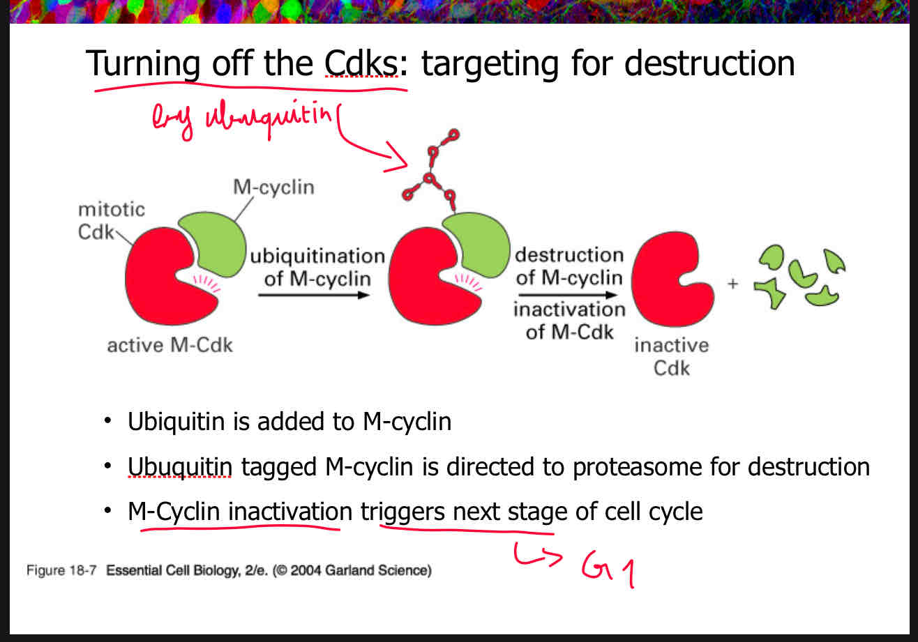 <p>When M-cyclin needs to be inactivated to progress to the next stage of the cell cycle, ubiquitin is added to it. This ubiquitin-tagged M-cyclin is then directed to the proteasome for destruction. By controlling the degradation of cyclins, ubiquitin helps regulate the activity of Cyclin-dependent kinases (Cdks) and ensures proper progression through the cell cycle stages.</p>