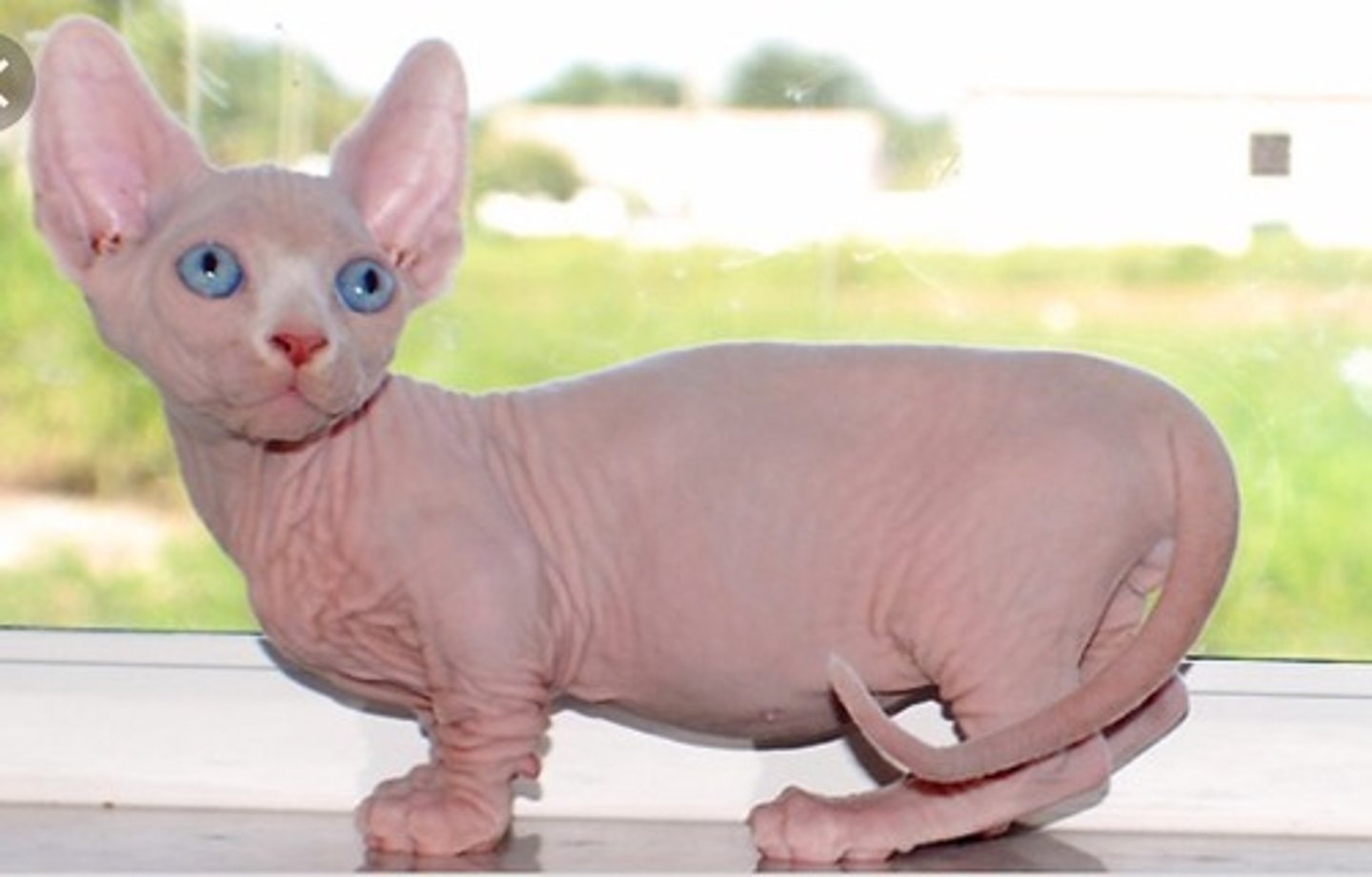<p>Mutatierassen</p><p>kortbenige naaktkat</p><p>muchkin + sphynx</p>