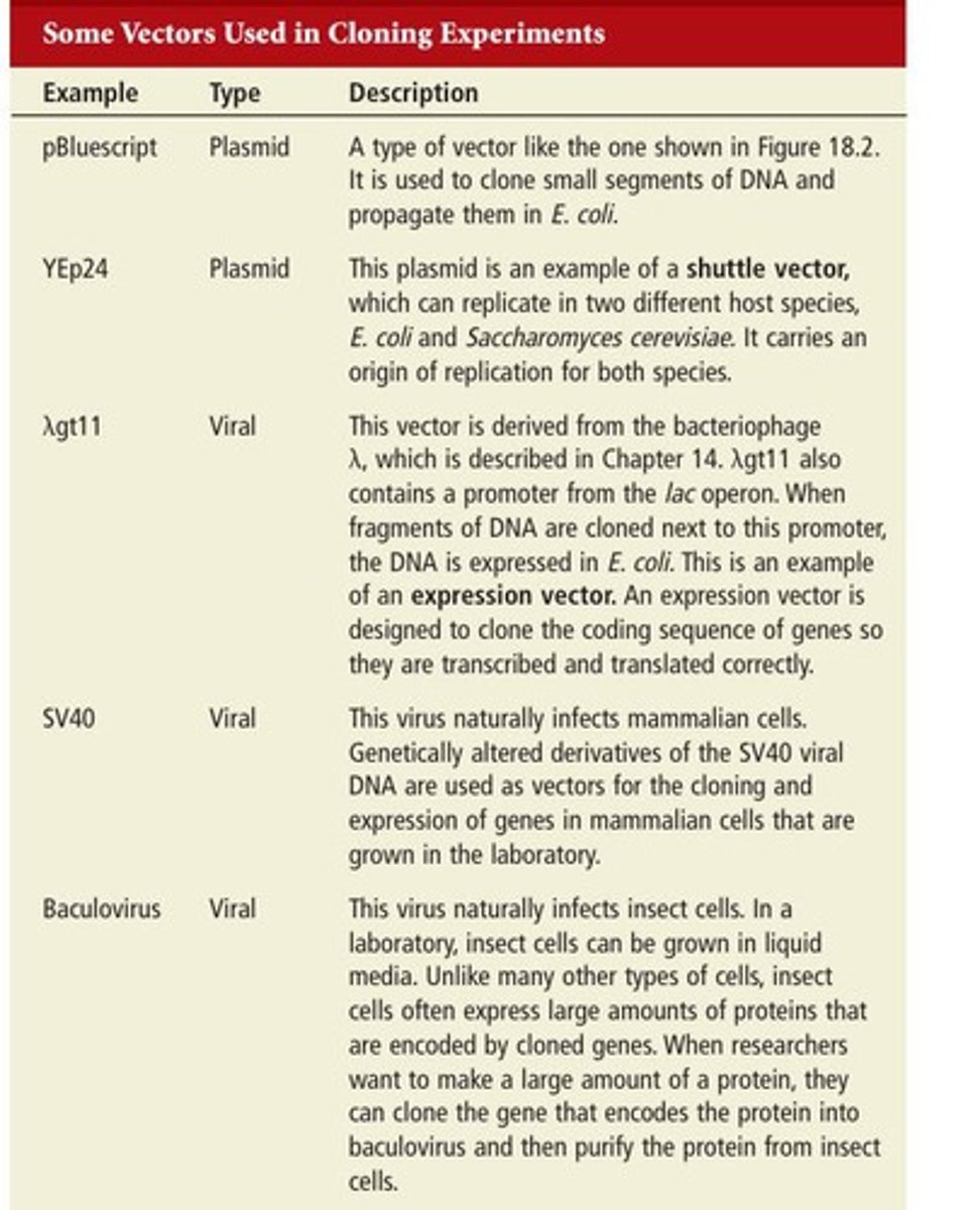 <p>Small DNA molecules that replicate independently of chromosomal DNA, such as plasmids and viruses.</p>