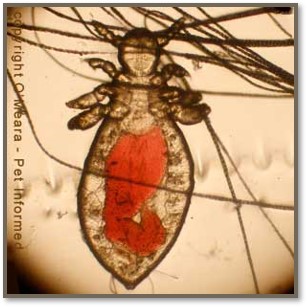<p>Lice sucking</p>