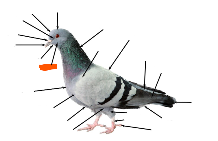 term image