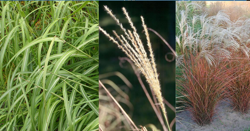 <p>Maiden Grass or Japanese Silver Grass</p>