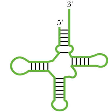 <ul><li><p><span style="font-family: Calibri">Small polynucleotide chains 73 to 94 residues each</span></p><ul><li><p><span style="font-family: Calibri">Several bases usually methylated</span></p></li></ul></li><li><p><span style="font-family: Calibri"><strong>Each AA has at least one unique tRNA</strong> which carries the AA to the ribosome</span></p></li></ul><p></p>