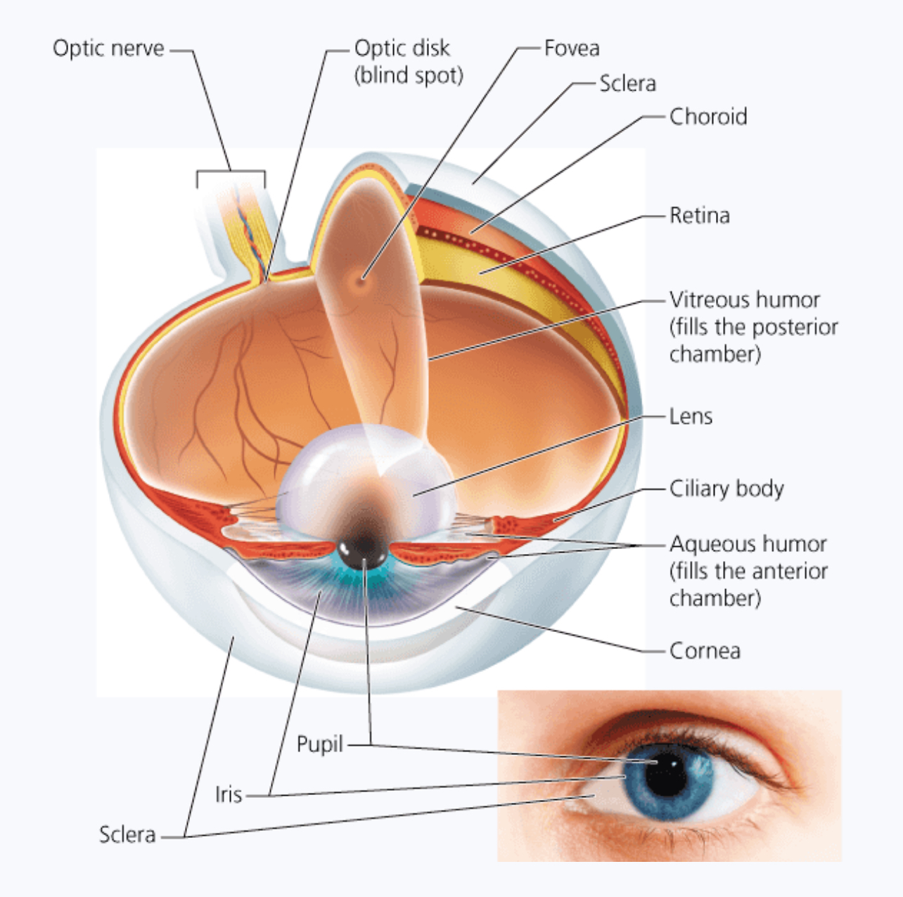 <p>Layer of the eye containing many blood vessels and supplies oxygen to the eye. - turns into the <strong>ciliary body (encircles the lens)</strong></p>