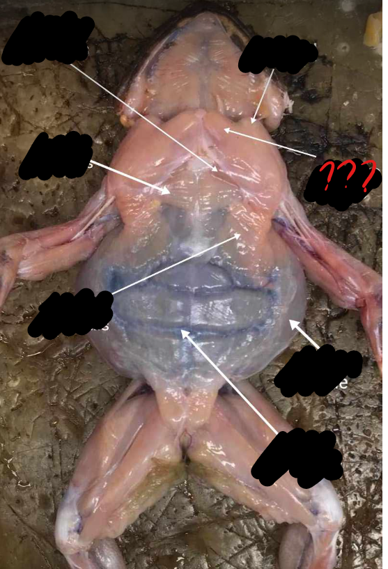 <p>next to the preceding (deltoid) and arises in the midventral line passing outwards, piercing the distal portion of the deltoid</p>