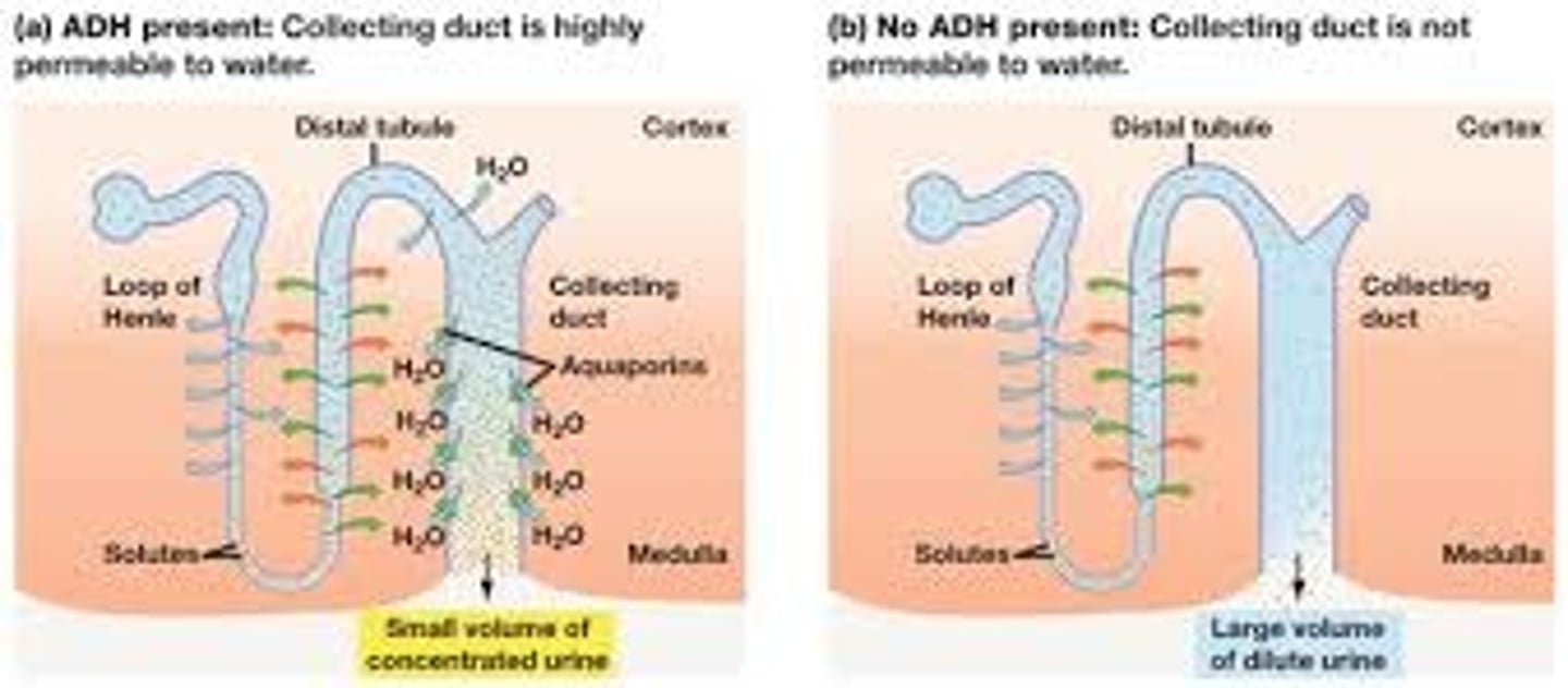 <p>Aldosterone works on the water permeable membrane part of the nephron. Aldosterone increases the reabsorption of Na+, which results in the passive diffusion of water back into the bloodstream.</p><p>ADH is specifically working in areas that are not permeable to water. It works by increasing the number of water channels in the apical surface, enabling water to get reabsorbed.</p>