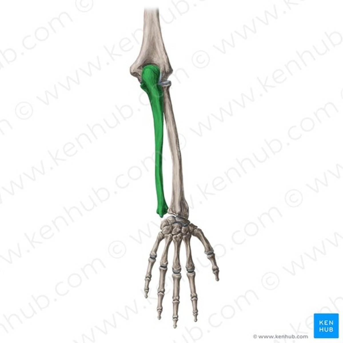 <p>ulna</p>