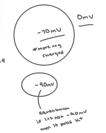 <p>Equilibrium potential of an ion (E ion): Electrical potential difference which exactly opposes concentration gradient for a specific ion</p><ol><li><p>We insert a leak channel for K+</p></li><li><p>K+ starts to move out of cell down its concentration (creating a charge difference)</p></li><li><p>The A- cannot follow K+ out of the cell because the cell is not permeable to A-</p></li><li><p>Addition K+ leaves the cell (now you have a net - charge inside the cell, the more K+ goes down it never gets to equilibrium, net + charge brings more K+ back in)</p></li><li><p>Now the negative charge inside the cell begins to attract ECF K+ back into the cell: an electrical gradient in the opposite direction from the concentration gradient.</p></li></ol><p></p>