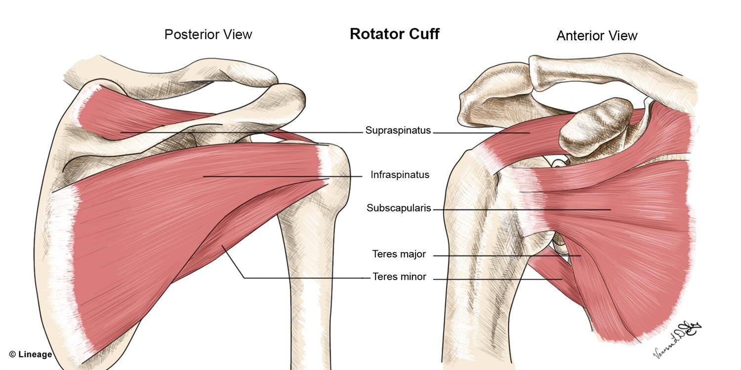 <p>Teres major insertion</p>