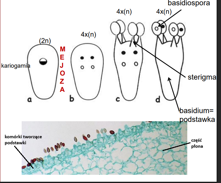<p>-na zdj. pieczarka dwuzarodnikowa (2 basidiospory zanikają)<br>-pomiędzy zarodnikiem a sterygium - kropla Bullera (miejsce przesączania się płynów z podstawki) - przeskakując na zarodnik wystrzeliwuje go</p><p>-na zdj. <em>Agaricus bisporus</em></p>