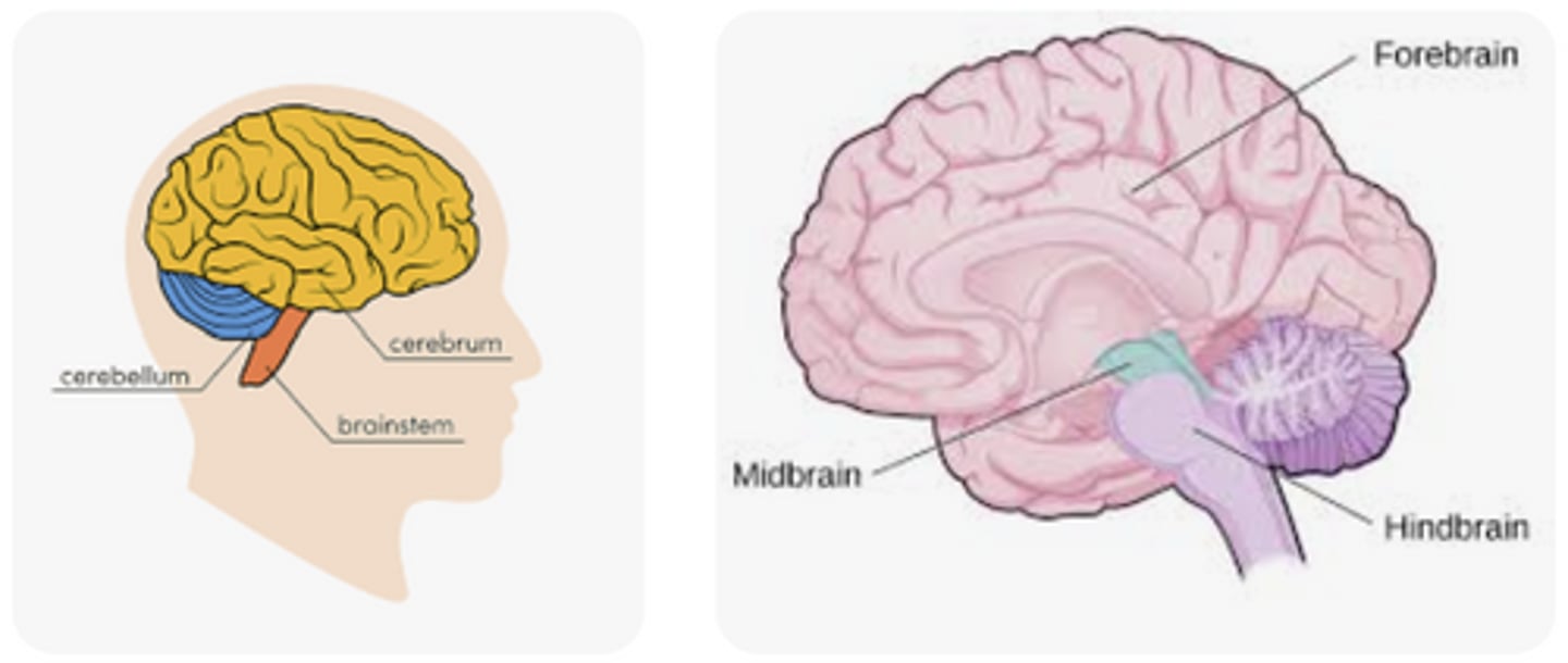 <p>Hindbrain, midbrain, forebrain</p><p>Fish rely on hindbrain for motor coordination/basic functions</p><p>Forebrain has become increasingly more dominant (cerebrum)</p>