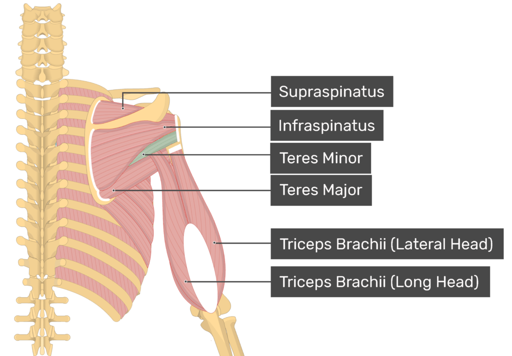 <p>Teres minor</p>