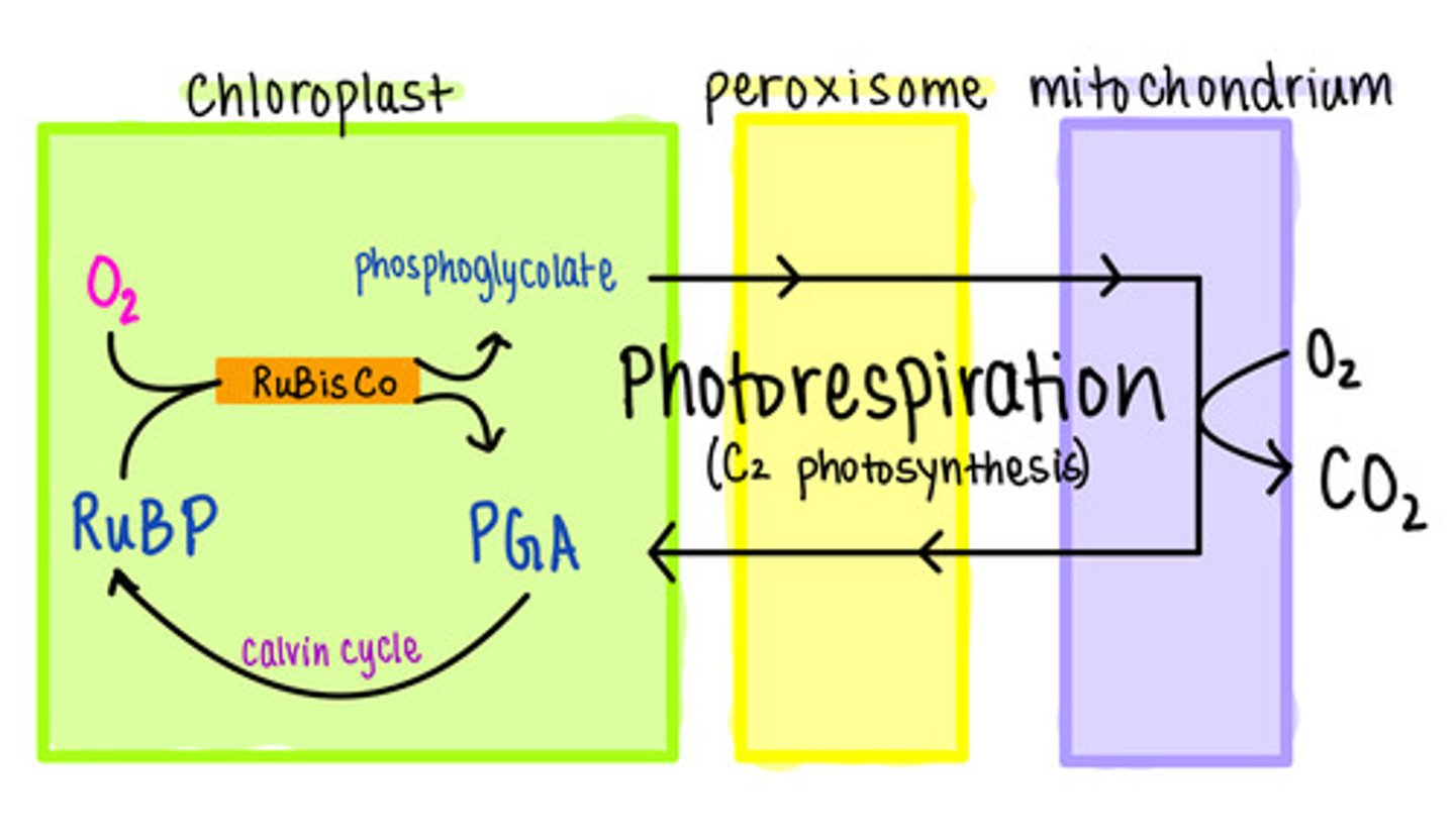 <p>peroxisomes; mitochondria</p>