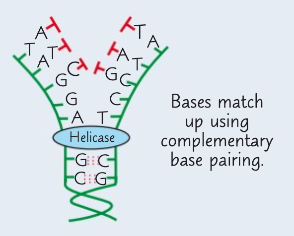 <p>The second stage is the attraction of new free floating DNA nucelotides to complementary exposed bases on template strands.</p>