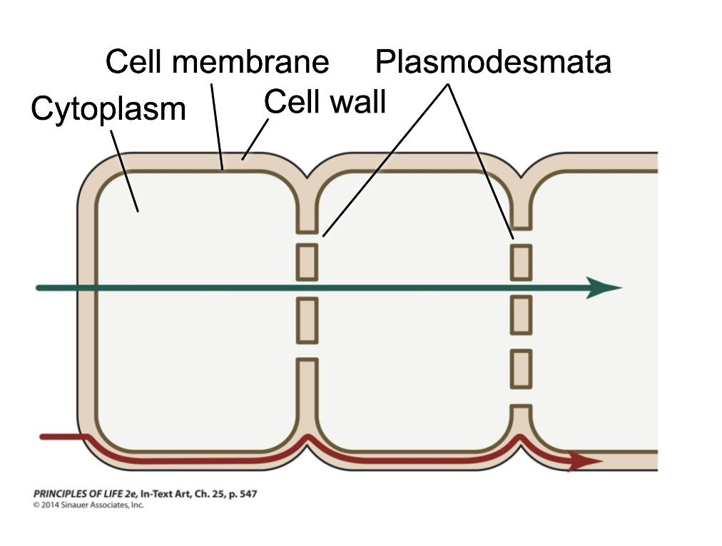 <p><strong>the apoplast includes water inside:</strong></p><ul><li><p>the continuous meshwork of cellulose within cell walls</p></li><li><p>intercellular spaces</p></li><li><p>tracheids and vessel elements</p><ul><li><p>in the apoplastic pathway, water and solutes never cross a membrane</p></li></ul></li></ul><p><strong>the symplast includes water within:</strong></p><ul><li><p>the cytoplasm of living cells connected by plasmodesmata</p><ul><li><p>plasma membranes control movement of water and ions in the symplastic pathway</p></li></ul></li></ul><p></p>