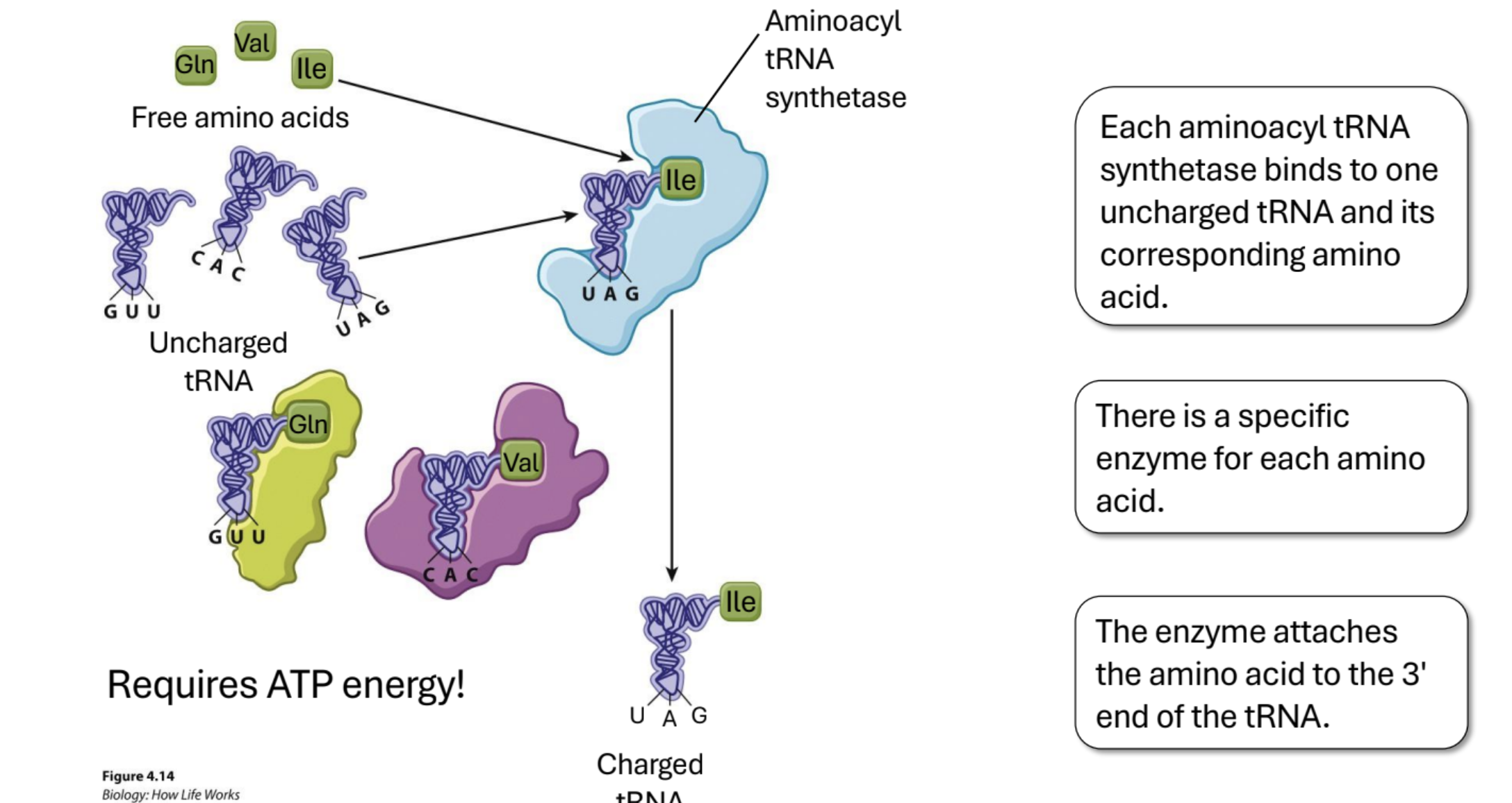 <p>Enzyme (Aminoacyl tRNA synthetases) links AA with tRNA.&nbsp;There is a specific enzyme for each amino acid.&nbsp;Requires ATP. The enzyme attaches the amino acid to the 3' end of the tRNA.</p>