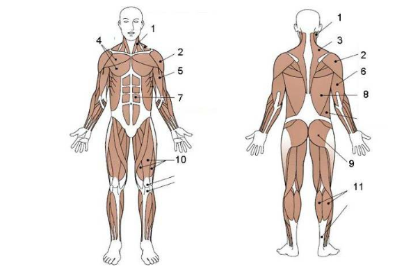 <ol><li><p><strong>M. sternocleidomastoideus</strong> - sneda halsmuskeln</p></li><li><p><strong>M. deltoideus</strong> - deltamuskeln</p></li><li><p><strong>M. trapezius</strong> - kappmuskeln</p></li><li><p><strong>M. pectoralis major</strong> - stora bröstmuskeln</p></li><li><p><strong>M. biceps brachii</strong> - den tvåhövdade muskeln på överarmens böjsida</p></li><li><p><strong>M. triceps brachii</strong> - den trehövdade muskeln på överarmens baksida</p></li><li><p><strong>M. rectus abdominis</strong> - raka bukmuskeln</p></li><li><p><strong>M. latissimus dorsi</strong> - stora ryggmuskeln</p></li><li><p><strong>M. gluteus maximus</strong> - stora sätesmuskeln</p></li><li><p><strong>M. quadriceps femoris</strong> - den fyrhövdade lårmuskeln</p></li><li><p><strong>M. gastrocnemius</strong> - stora vadmuskeln</p></li></ol>