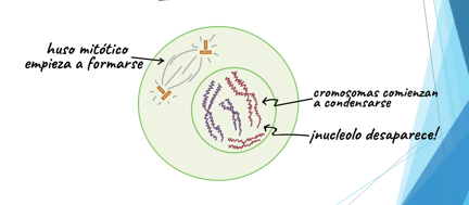 <p>¿Pertenece a mitosis o interfase? ¿Cual es su nombre?</p>