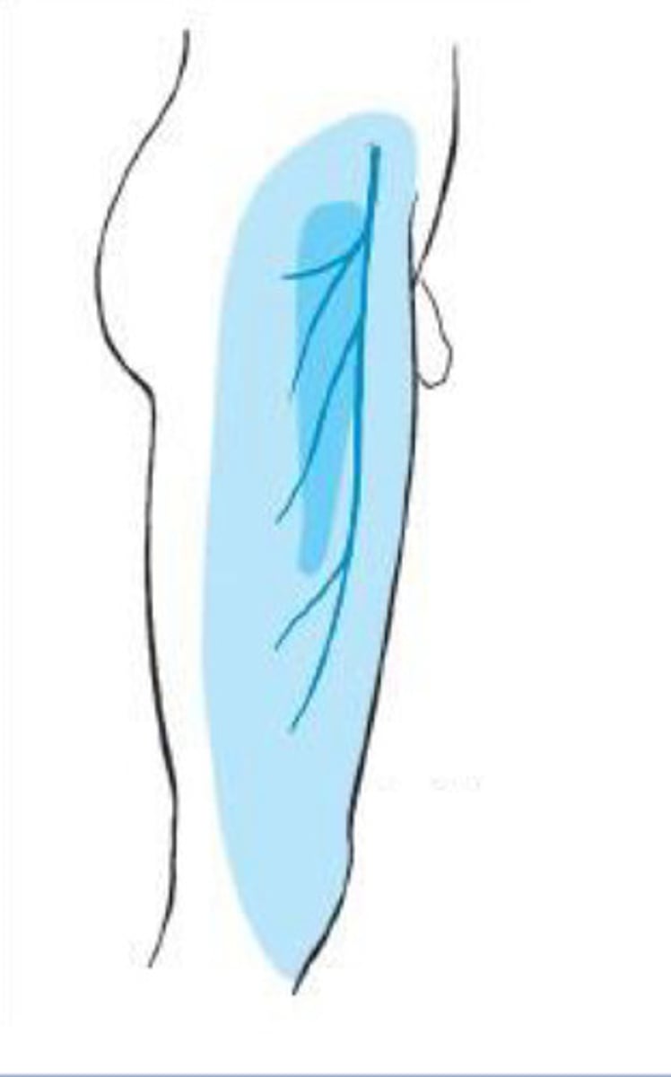 <p>What nerve supplies the blue in this picture?</p>