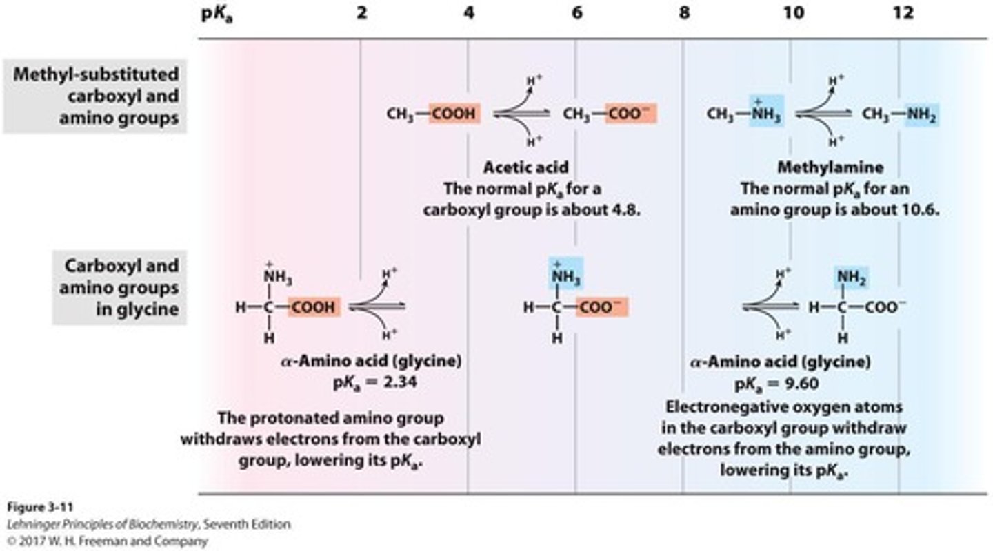 <p>The pKa value associated with the carboxylic acid group of an amino acid.</p>