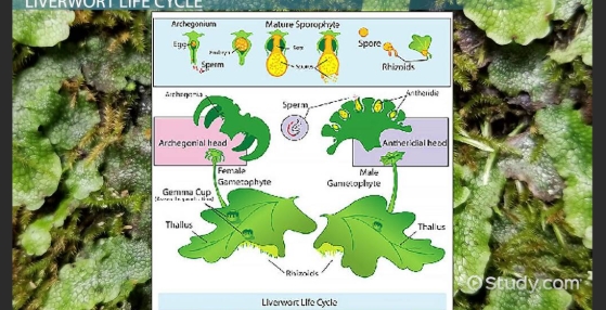 <p>Non-vascular land plant, lack true roots, stem, leaves, and gametophyte dominated generation</p>