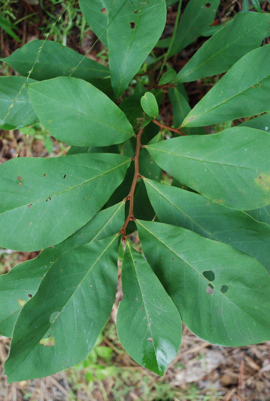 <p>common pawpaw</p>