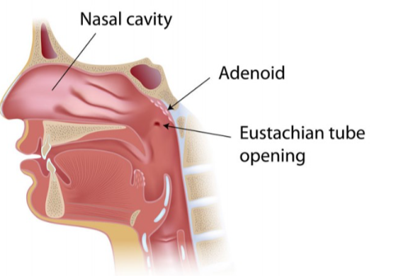 <p>adenoids </p>