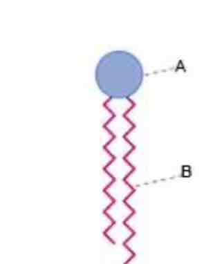 <ul><li><p>The depicted lipids is an amphipathic molecule, probably a phospholipid</p></li></ul>