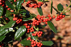 <p><span>Evergreen shrub with glossy, spiny, dark green leaves and red berries. Used for hedges and ornamental purposes.</span></p>
