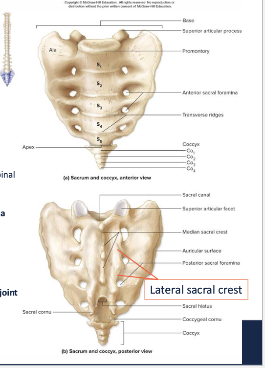 <p><span style="color: rgb(0, 0, 0);">Anteriorly curved, triangular bone: forms posterior wall of pelvic cavity</span><span style="color: rgb(0, 0, 0);"><br></span><span style="color: rgb(0, 0, 0);">5 fused vertebrae, fused by age 20-30</span><span style="color: rgb(0, 0, 0);"><br></span><span style="color: rgb(0, 0, 0);">Apex pointed bone projecting inferiorly</span><span style="color: rgb(0, 0, 0);"><br></span><span style="color: rgb(0, 0, 0);">Base broad superior surface</span><span style="color: rgb(0, 0, 0);"><br></span><span style="color: rgb(0, 0, 0);">Articulates with L5 superiorly via pair of superior articular processes</span><span style="color: rgb(0, 0, 0);"><br></span><span style="color: rgb(0, 0, 0);">Sacral canal Continuation of verte</span><span style="color: rgb(2, 2, 2);">bral canal</span><span style="color: rgb(2, 2, 2);"><br></span><span style="color: rgb(2, 2, 2);">• Continues through sacrum on posterior side, allows for passage of sacral roots of spinal nerves</span><span style="color: rgb(2, 2, 2);"><br></span><span style="color: rgb(2, 2, 2);">• Terminates in inferior opening, sacral hiatus</span><span style="color: rgb(2, 2, 2);"><br></span><span style="color: rgb(2, 2, 2);"><strong>Median sacral crest </strong>Dorsal ridge formed by fusion of spinous processes: Four pairs of <strong>sacral foramina&nbsp;</strong>open to either side</span><span style="color: rgb(2, 2, 2);"><br></span><span style="color: rgb(2, 2, 2);"><strong>Lateral sacral crest</strong> fused transverse processes</span><span style="color: rgb(2, 2, 2);"><br></span><span style="color: rgb(2, 2, 2);"><strong>Ala</strong> broad lateral extensions of the sacrum</span></p><p><span style="color: rgb(2, 2, 2);">Auricular articular surface Site of articulation with os coxae of pelvic girdle: Forms strong sacroiliac joint</span></p><p><span style="color: rgb(2, 2, 2);">Sacral foramina permit passage of nerves to pelvic organs and gluteals</span></p>
