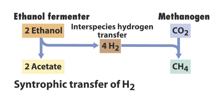 <p><strong>Where energetically unfavourable rxns like ethanol fermentation by a fermentor works as the other organism </strong>(a methanogen) <strong>keeps the concentration of H very low via oxidation </strong></p>