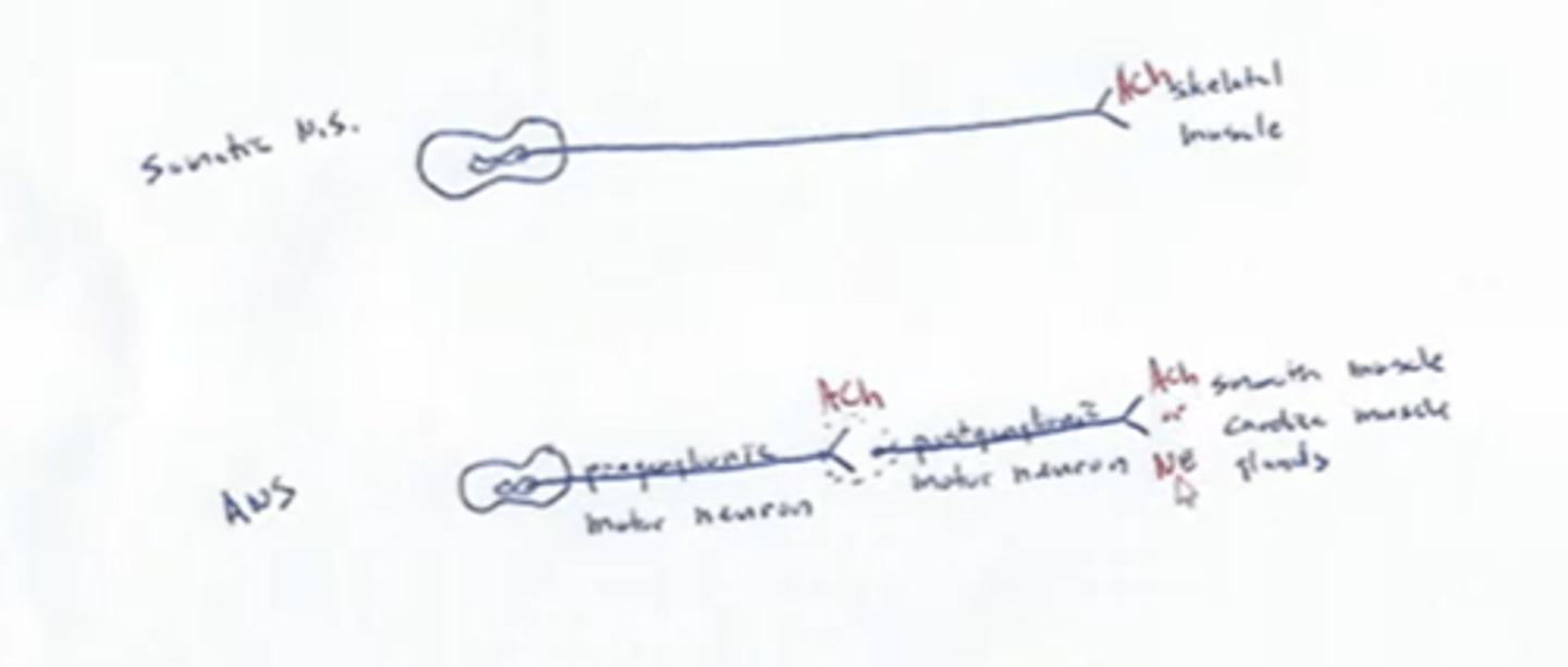 <p>-The preganglionic (first) neuron has a lightly myelinated axon</p><p>-The ganglionic (second) neuron extends to an effector organ</p>
