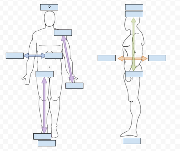 <p>What Directional term is covered by the Question Mark?</p>