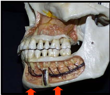 <p><span>A thick, linear prominence of cortical bone that defines the lower border of the mandible.</span></p>