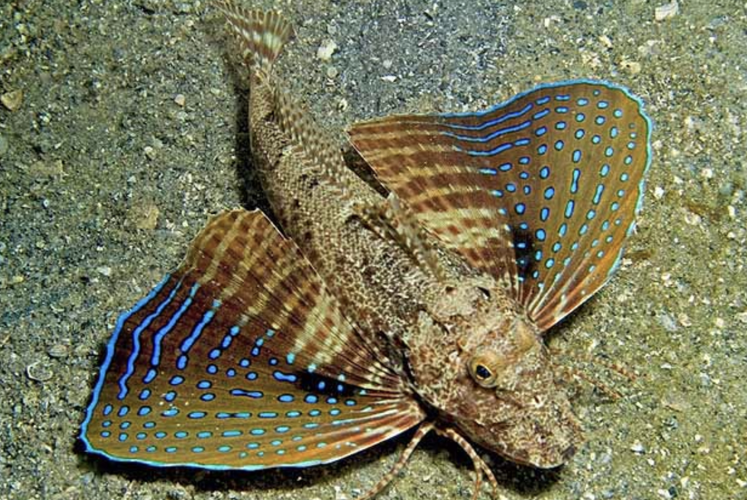 <p>Green/gray/brown body color with darker or reddish eye-sized spots</p><p>Underside of head is red membrane under throat to prectoral fin has 4 rows of numerous bright colored ocellated spots and upper 3-4 rays barred</p><p>Has a spot on spiny dorsal fin</p><p>Tail fin has 2 broad and dark bars</p>