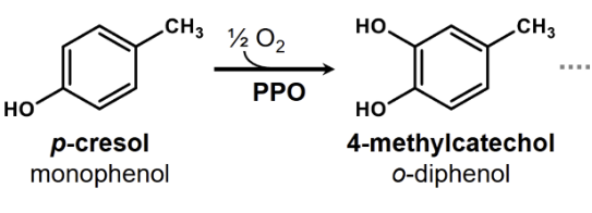 <p><span><span><br>Some PPOs can convert monophenols to o-diphenols</span></span><br><span><span>via hydroxylation. In this reaction, the PPO utilises ½ mole of O2 to perform addition of a hydroxyl-group to the</span></span><br><span><span>aromatic ring at the position ortho to the first hydroxyl-group </span></span></p>