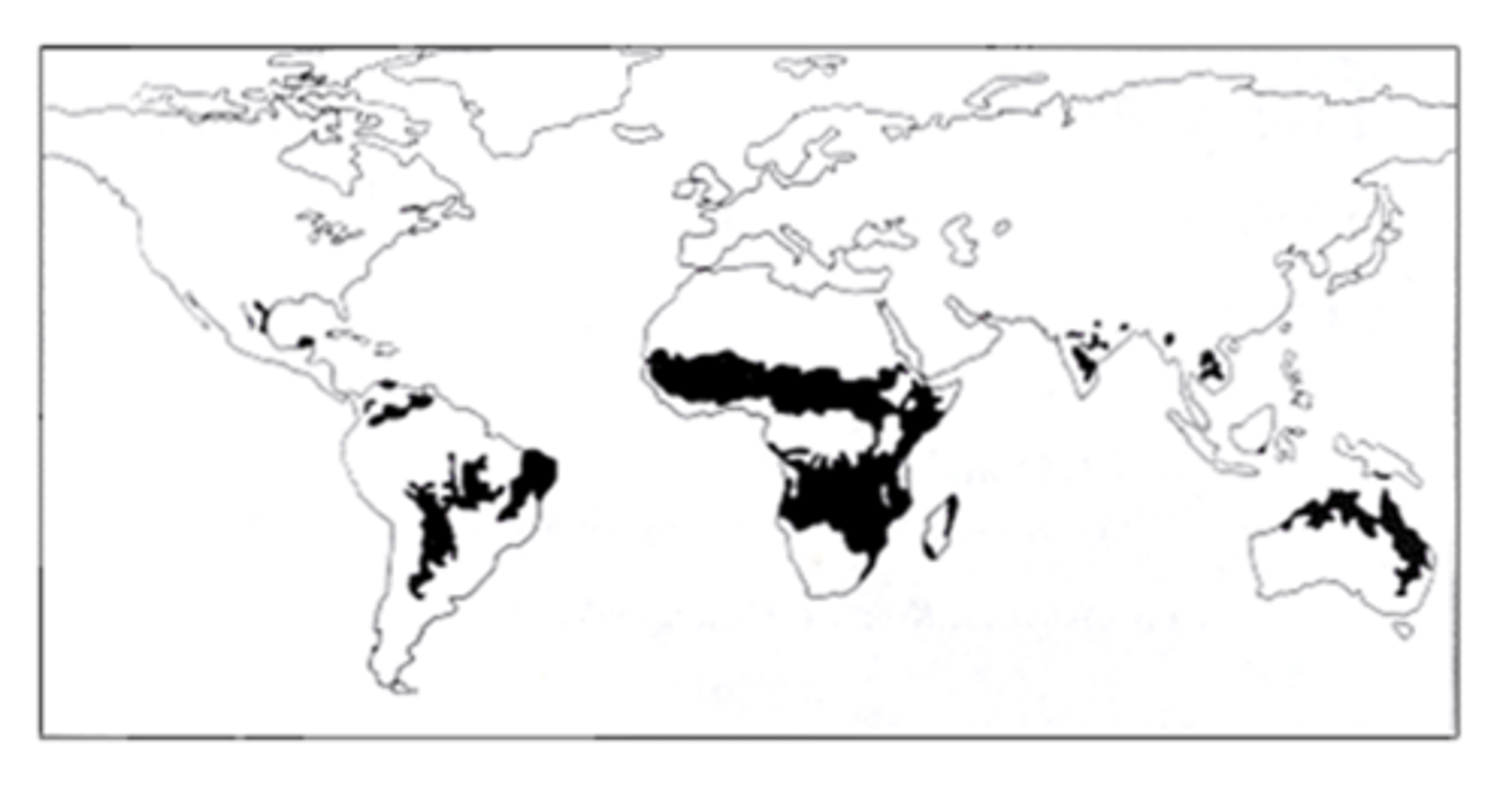 <p>transition desert to forest</p>
