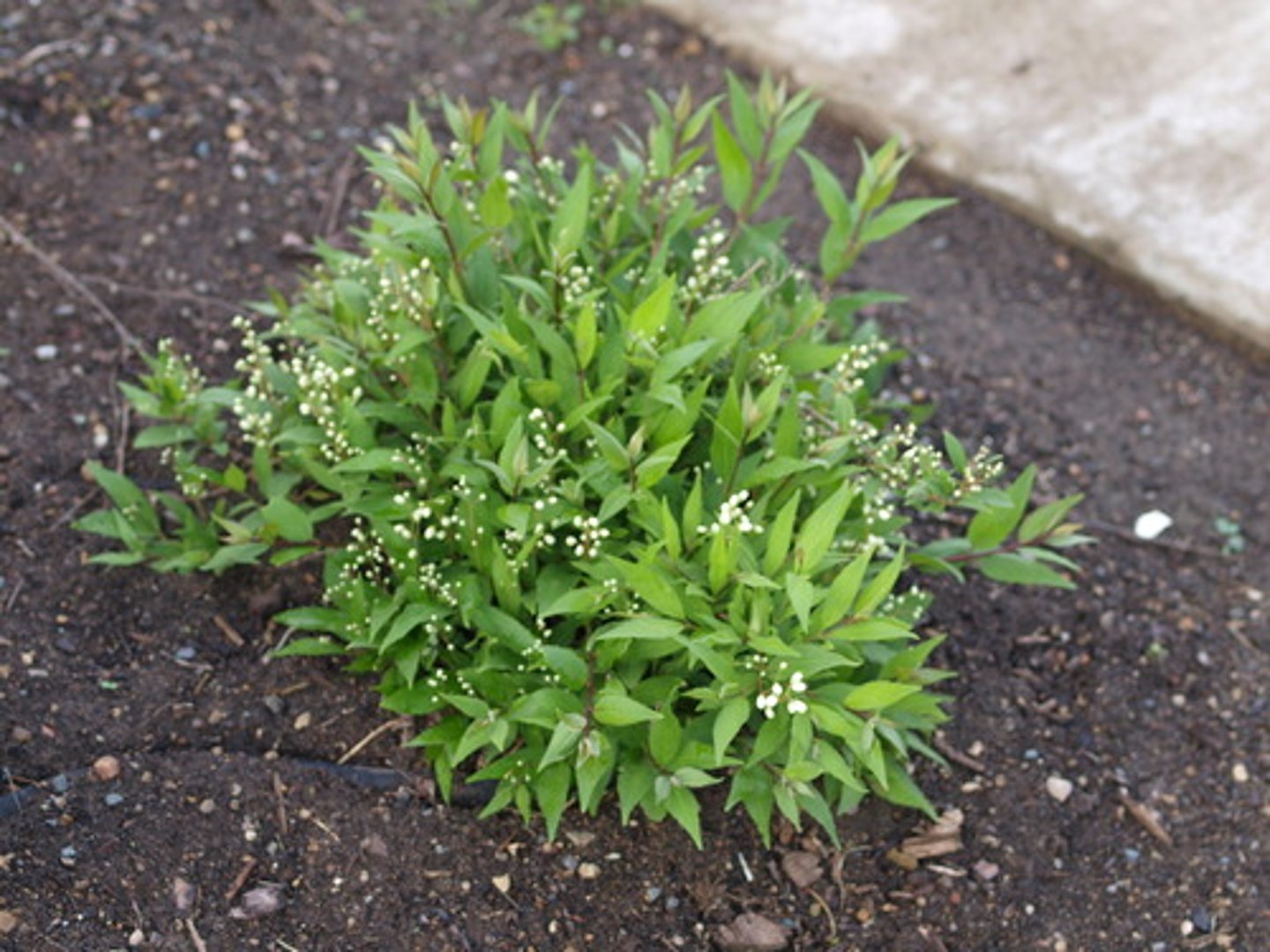 <p>-Buds turn white</p>