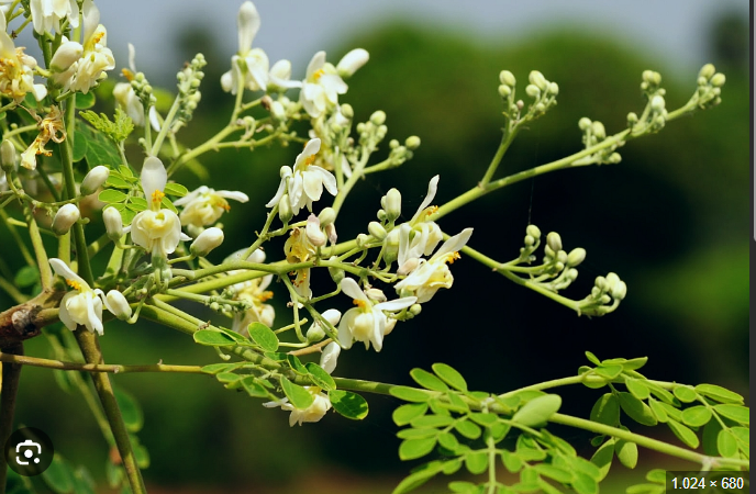 <ul><li><p>food, cosmetics, soil protection </p></li><li><p>tropical region</p></li></ul><p></p>