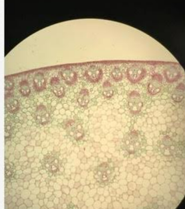 <p><em>Zea mays </em>stem; Domain Eukarya, Kingdom Plantae, Phylum Anthophyta; 1) epidermis  2) phloem  3) parenchyma cells  4) xylem</p>