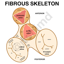 <p>Fibrous Skeleton of the Heart (function #2)</p>