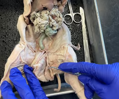 <p>What is structure is being pointed to? What’s it function? </p>