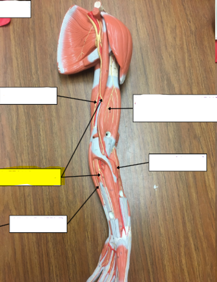 <p>what nerve is highlighted in yellow?</p>