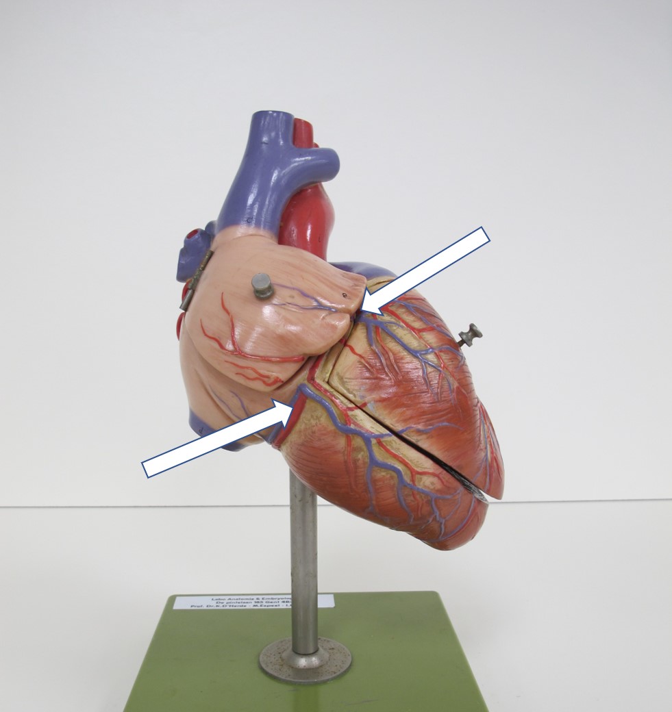 <p>groeve van het hart</p>