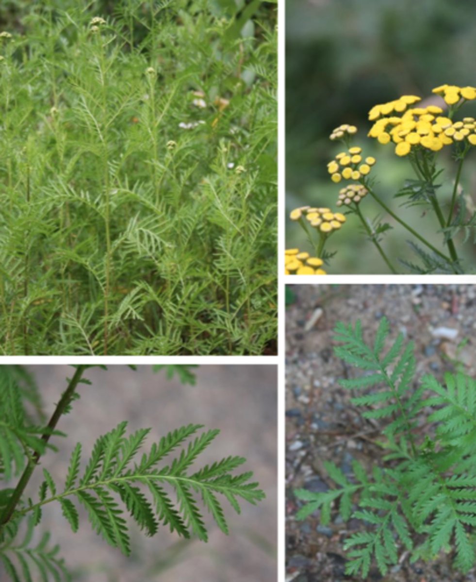 <p>Tanacetum vulgare</p>