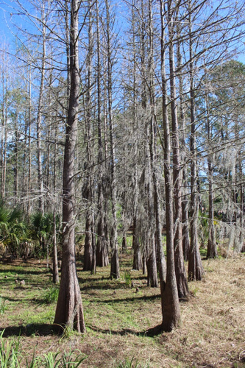 <p>what is the name of the trees pictured here?</p>