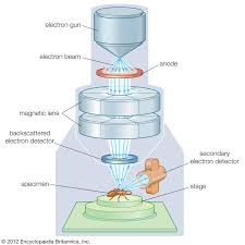 <p>SEM? OR TEM?</p>
