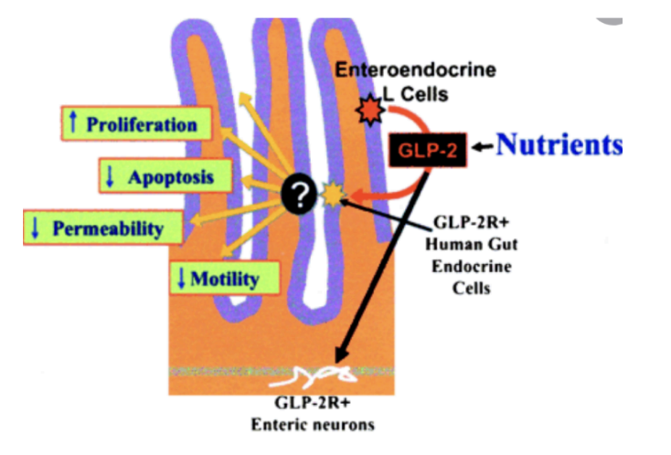<p>Glucagon-like peptide 2</p>